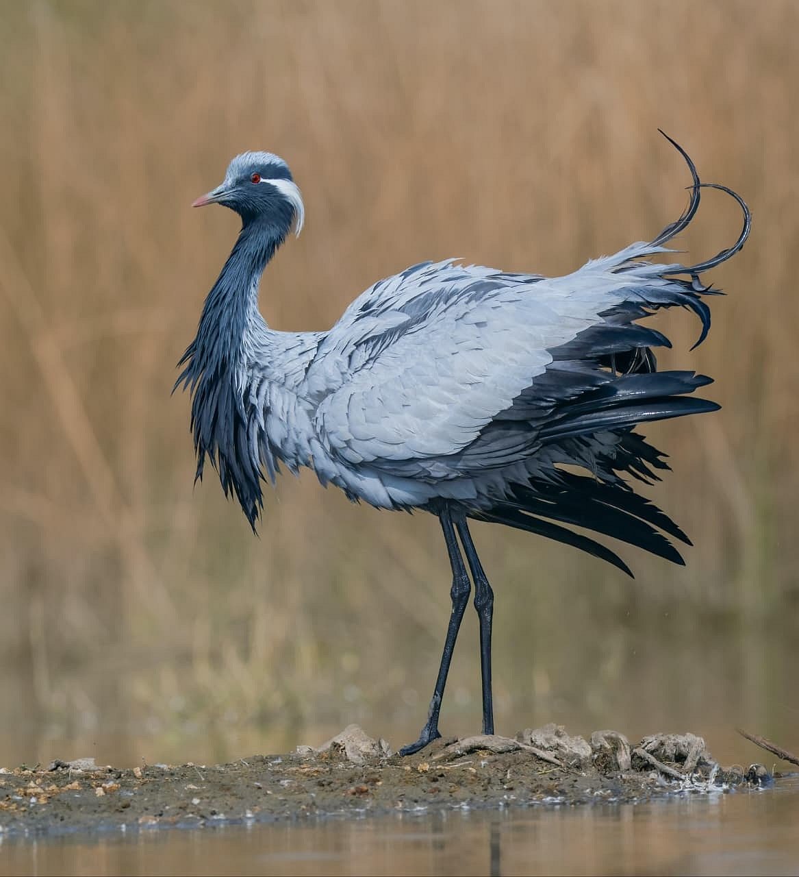 ಹಗರಿಬೊಮ್ಮನಹಳ್ಳಿ: ಮಾಲವಿ ಜಲಾಶಯದಲ್ಲಿ ಕ್ರೌಂಚ ಹಕ್ಕಿಗಳ ಕಲರವ