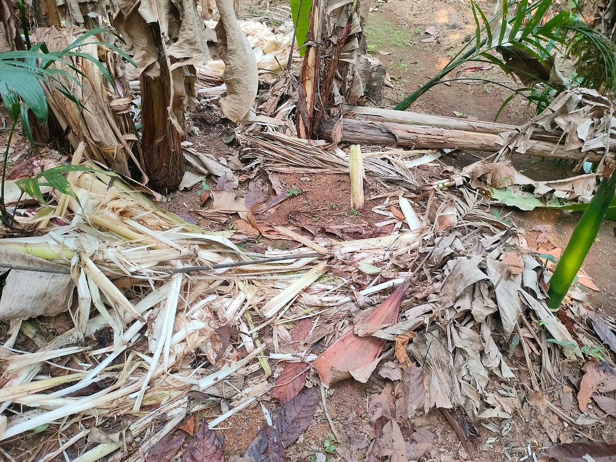 ಪುತ್ತೂರು: ಕೊಳ್ತಿಗೆ ಕಟ್ಟಪುಣಿ, ಪೆರ್ನಾಜೆಯಲ್ಲಿ ಕಾಡಾನೆ ಹಾವಳಿ