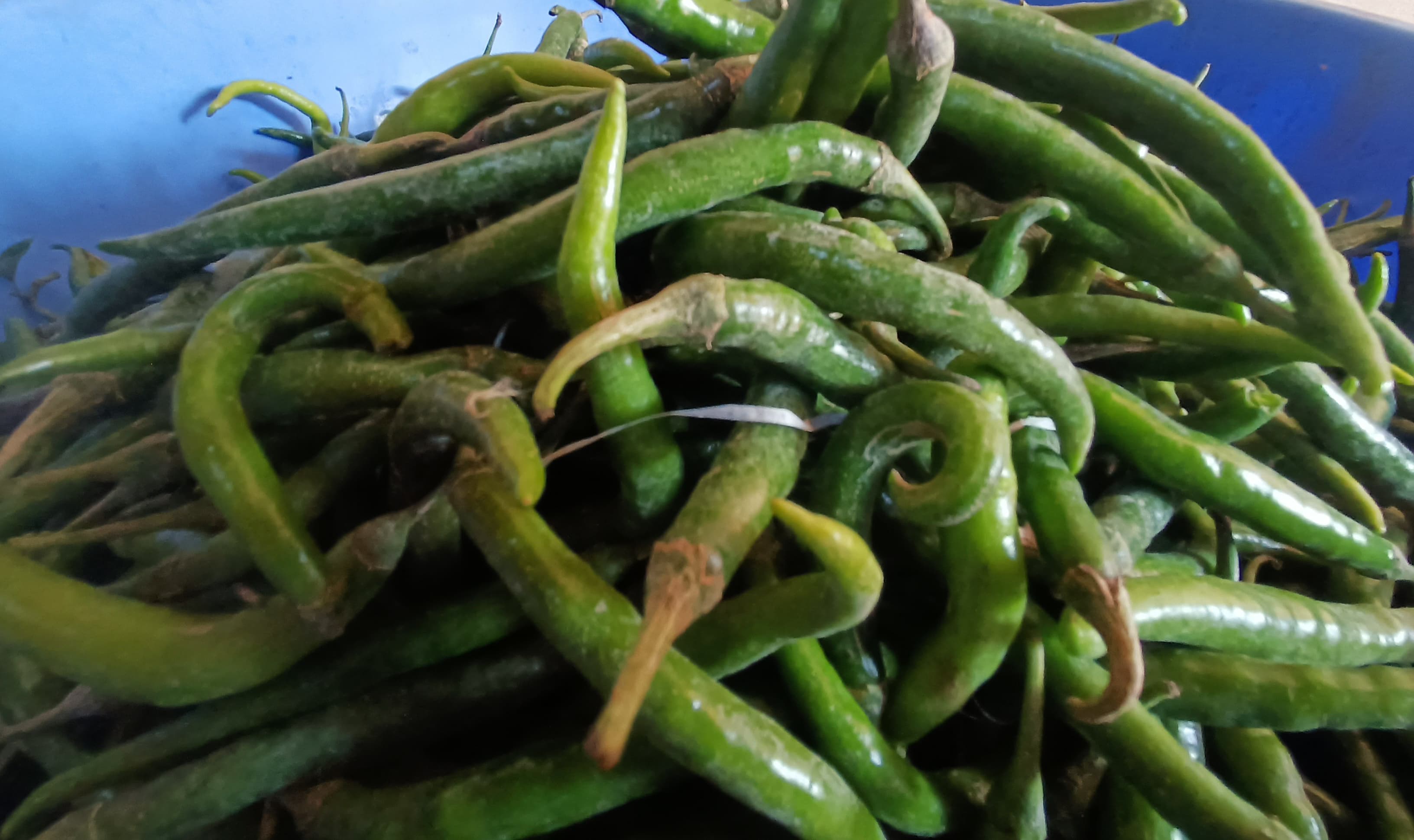 ಸೊರಬ ತಾಲ್ಲೂಕಿನ ಗೆಂಡ್ಲ ಹೊಸೂರು ಗ್ರಾಮದ ತಿಲಕ್ ಕುಮಾರ್ ಬೆಳೆದ ಹಸಿ‌ಮೆಣಸು