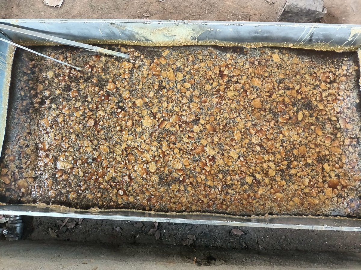 ಆಲೆಮನೆ ಬೆಲ್ಲದ ದರ ಏರಿಕೆ: ಇಳುವರಿ ಕುಸಿತದ ನಡುವೆಯೂ ಕಬ್ಬು ಬೆಳೆಗಾರರಿಗೆ 'ಸಿಹಿ'