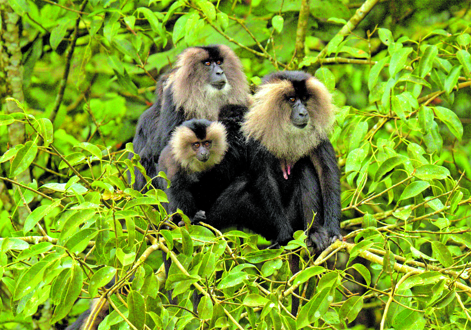 ಸಿಂಹಬಾಲದ ಸಿಂಗಳೀಕ