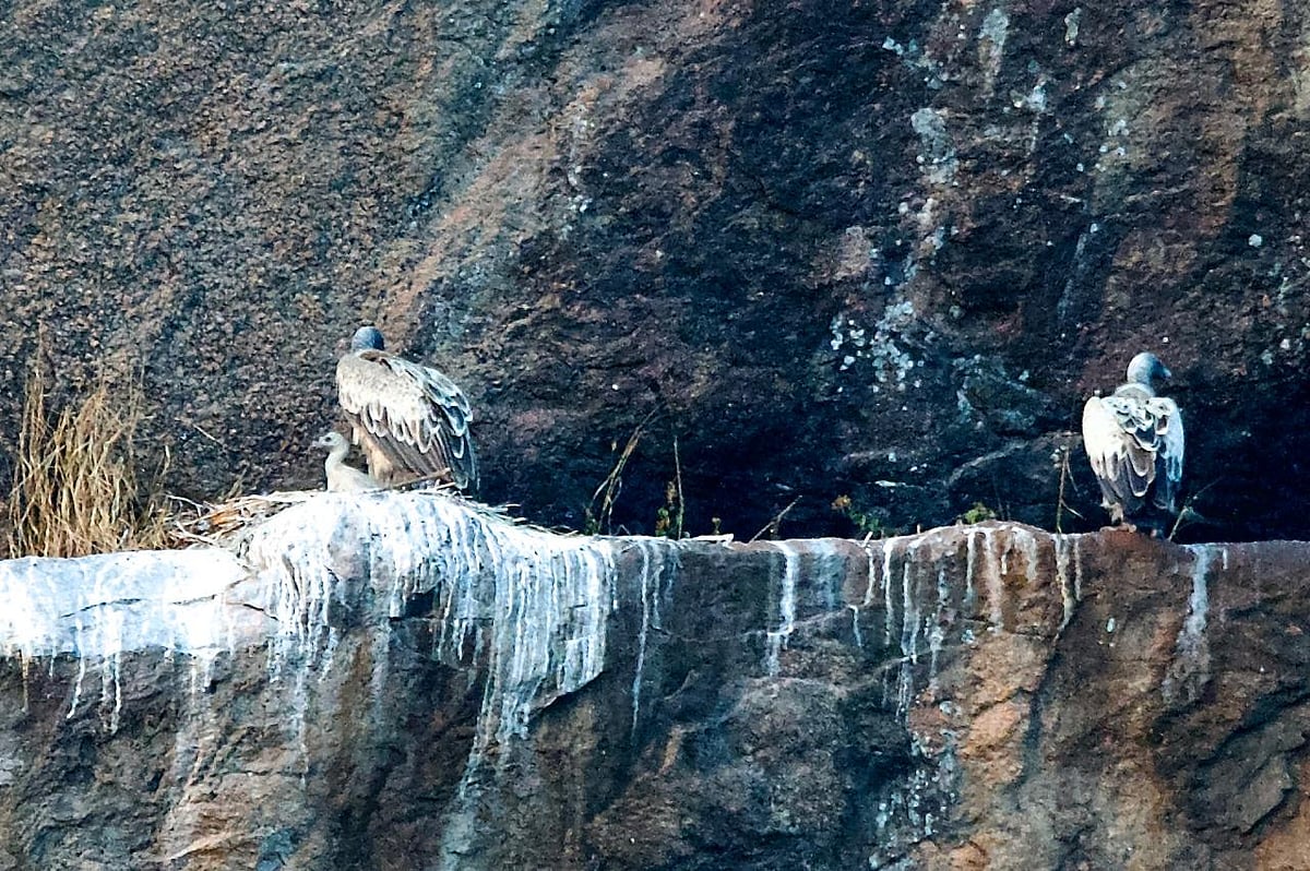 ರಾಮದೇವರ ಬೆಟ್ಟ: ರಣಹದ್ದು ಬಳಗಕ್ಕೆ ಹೊಸ ಅತಿಥಿ