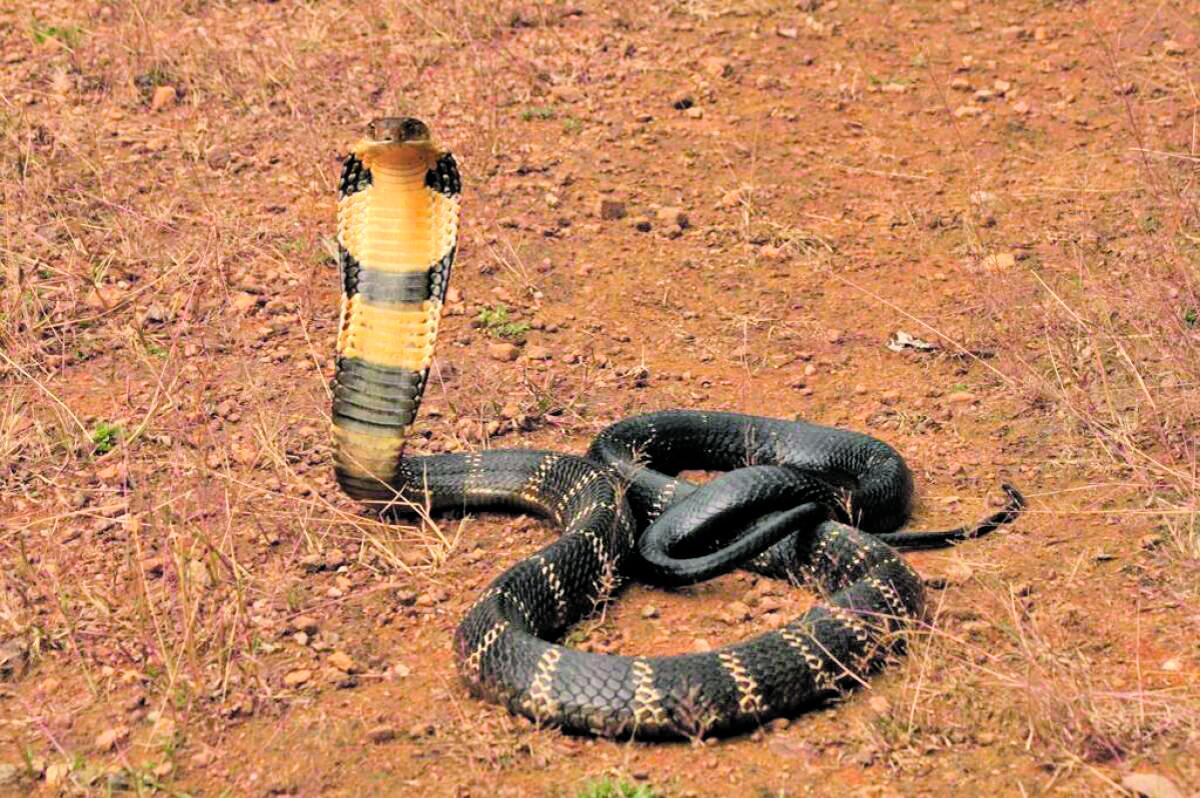 ಕಾಳಿಂಗ ಸರ್ಪ