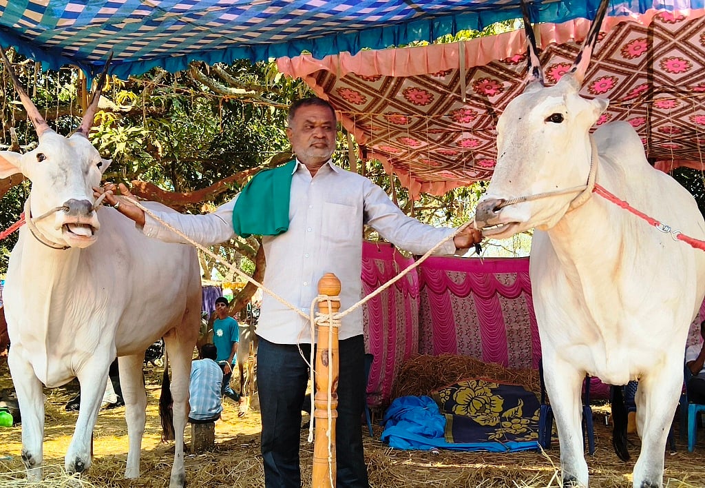 ಪಾಂಡವಪುರ: ಬೇಬಿ ಬೆಟ್ಟದಲ್ಲಿ ಬೀಡುಬಿಟ್ಟ ಹಳ್ಳಿಕಾರ್ ಜೋಡೆತ್ತು