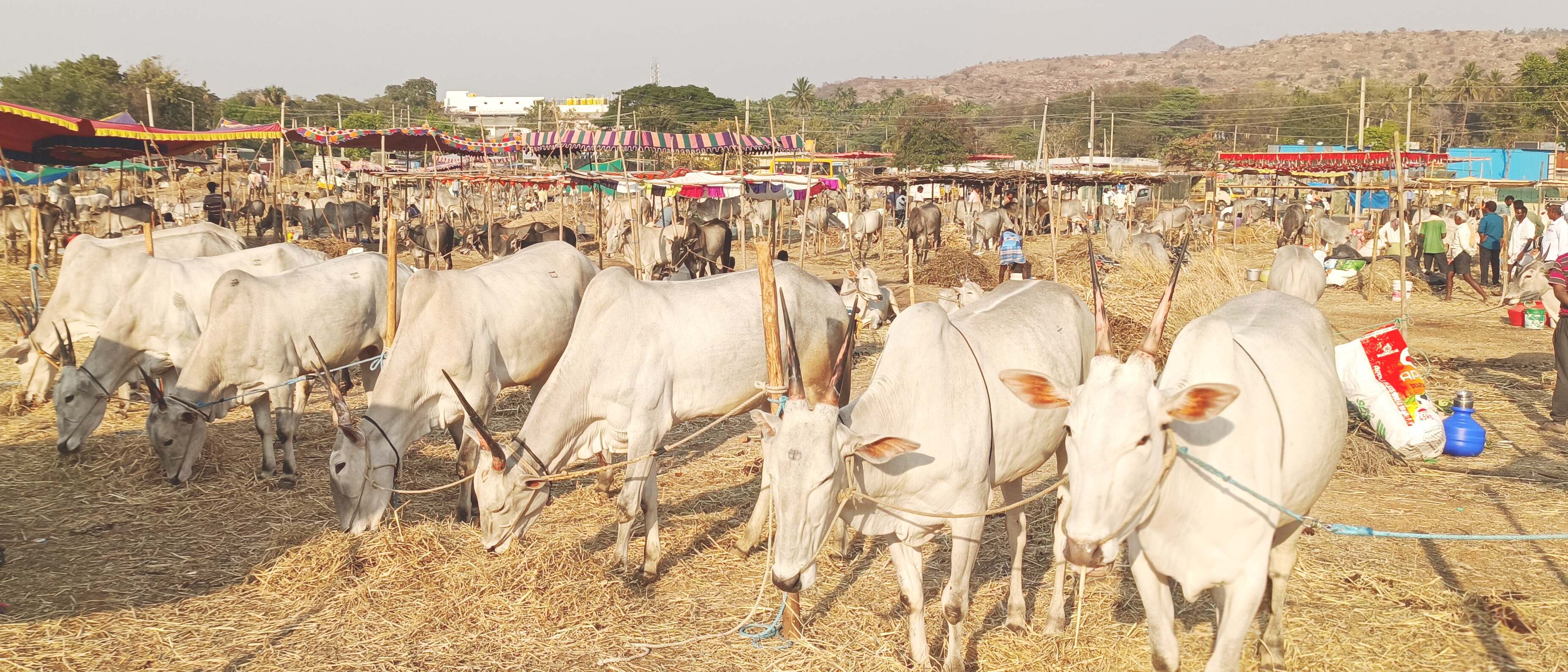 ಜಾತ್ರೆಯಲ್ಲಿ ಹಳ್ಳಿಕಾರ್ ಜೋಡಿ 