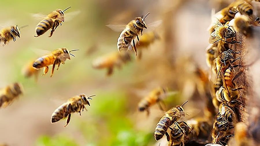 ಜೇನು ನೊಣಗಳ ದಾಳಿ: ಅಂಪೈರ್ ಸಾವು, 12ಕ್ಕೂ ಅಧಿಕ ಆಟಗಾರರಿಗೆ ಗಂಭೀರ ಗಾಯ