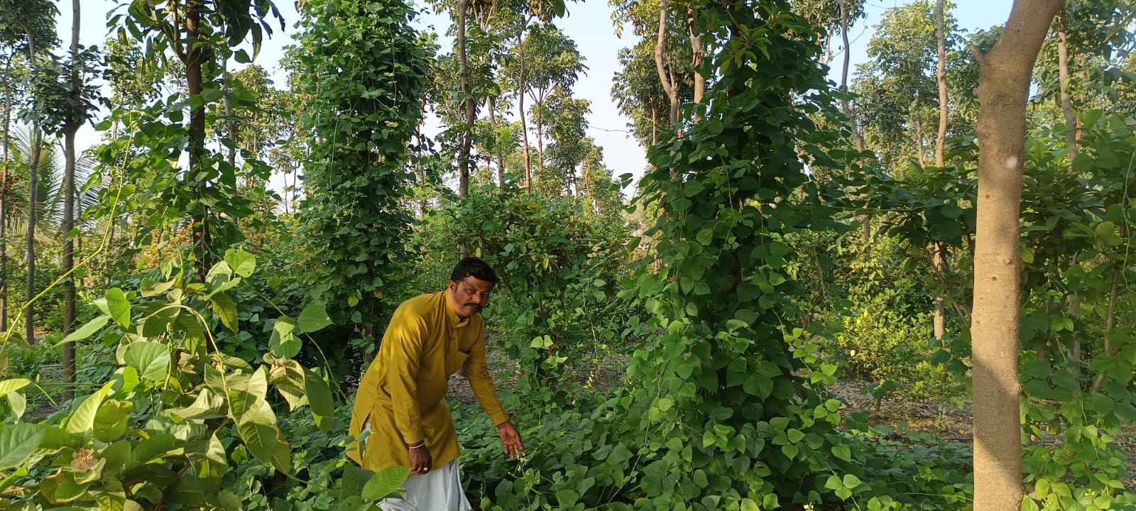 ಮಹಾಗನಿ ಮರಗಳಿಗೆ ಹಬ್ಬಿರುವ ಚಳ್ಳಾರೆ ಬಳ್ಳಿಗಳು