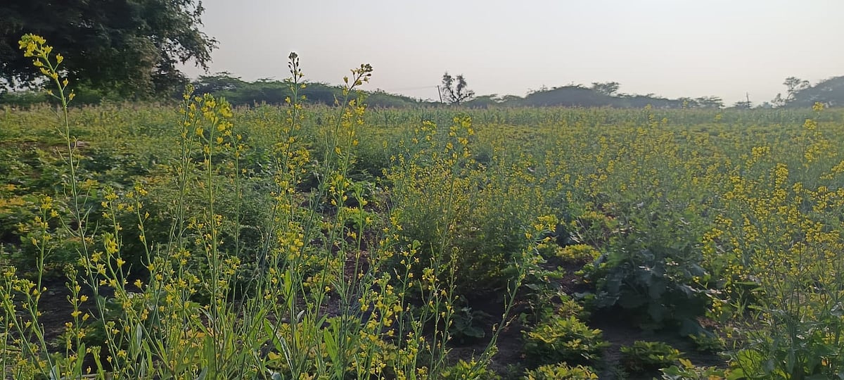 ಸಾವಯವ ಕೃಷಿಯಲ್ಲಿ ಯಶಸ್ಸು ಕಂಡ ರೈತ ಪಡಿಯಪ್ಪ ಪೂಜಾರ