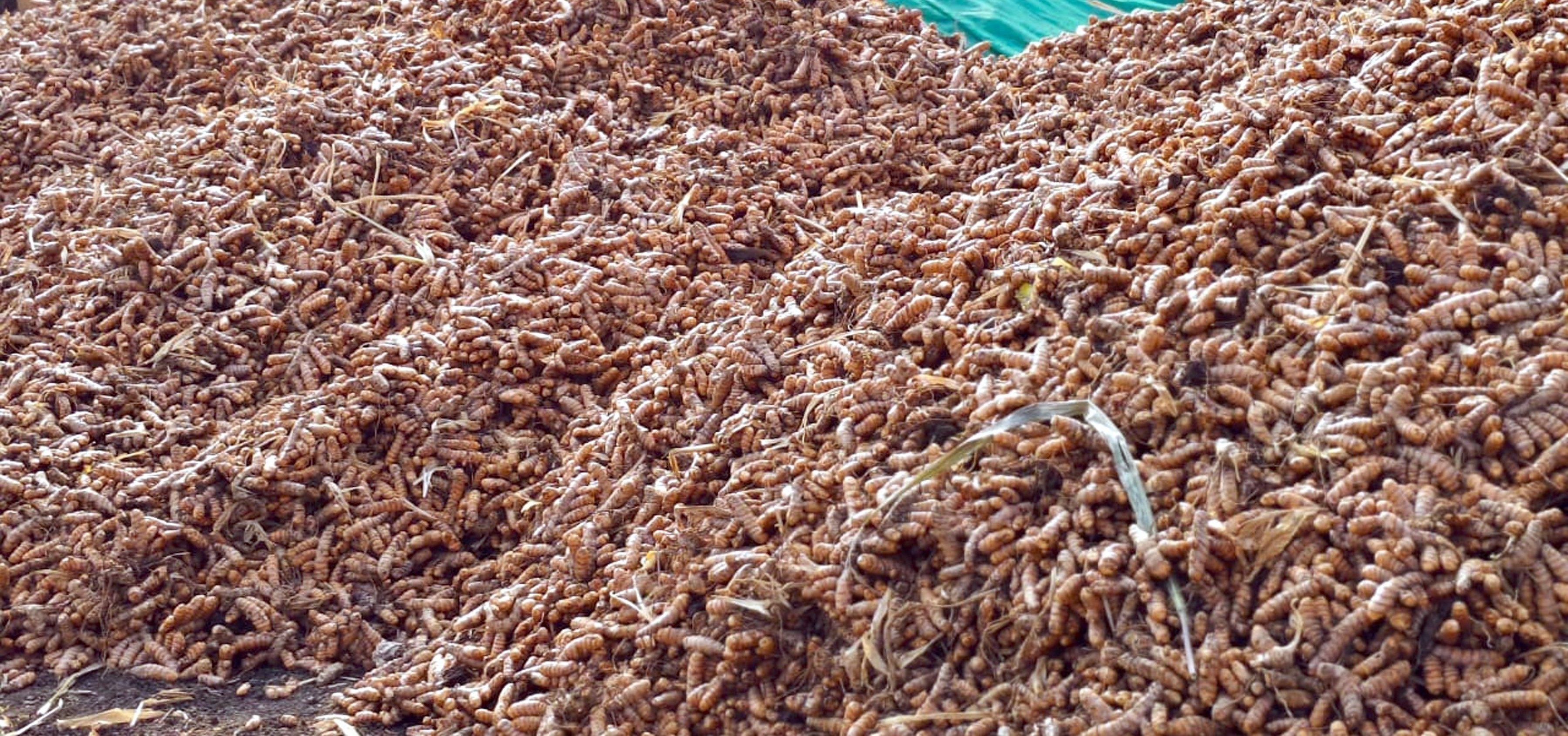 ಚಿಮ್ಮಡದ ರೈತ ಲಕ್ಕಪ್ಪ ಢವಳೇಶ್ವರ ಅವರು ತಮ್ಮ ಒಂದು ಎಕರೆ ಜಮೀನಿನಲ್ಲಿ ಬೆಳೆದ ಅರಿಸಿನದ ರಾಶಿ