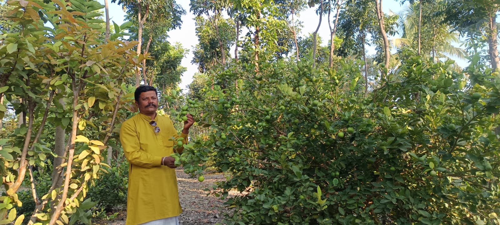 ತೋಟದ ನಿಂಬೆ ಗಿಡಗಳನ್ನು ಪರಿಶೀಲಿಸುತ್ತಿರುವ ರೈತ ಪಡೆಯಪ್ಪ