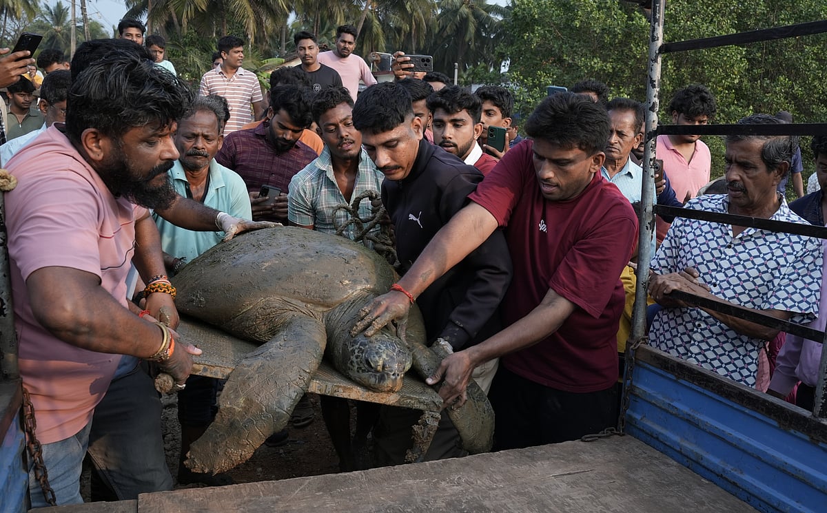 ಕಾರವಾರ | 130 ಕೆಜಿ ಭಾರದ ಹಸಿರು ಕಡಲಾಮೆ ರಕ್ಷಣೆ