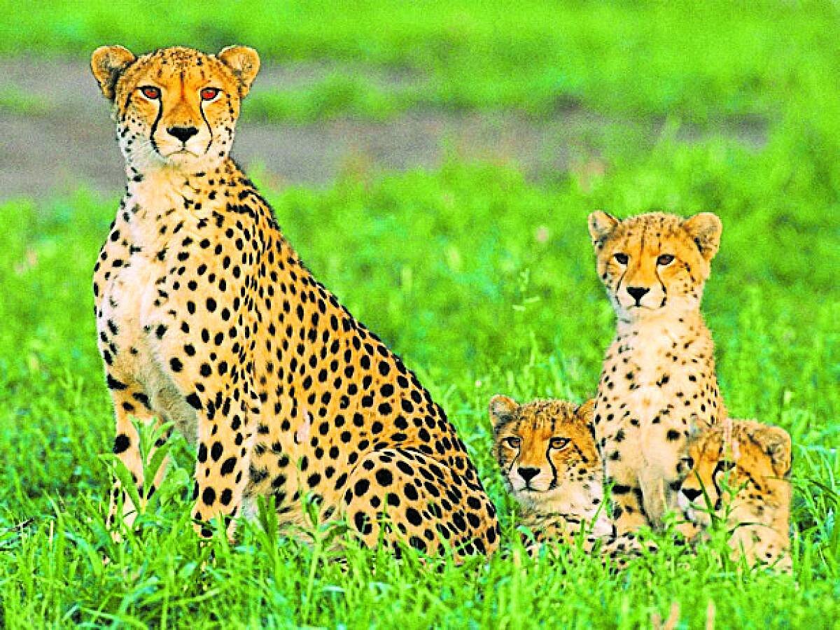 ಬನ್ನೇರುಘಟ್ಟಕ್ಕೆ ಆಫ್ರಿಕಾ ಚೀತಾ: ಏಪ್ರಿಲ್‌ನಲ್ಲಿ ಸಾರ್ವಜನಿಕ ವೀಕ್ಷಣೆಗೆ ಲಭ್ಯ