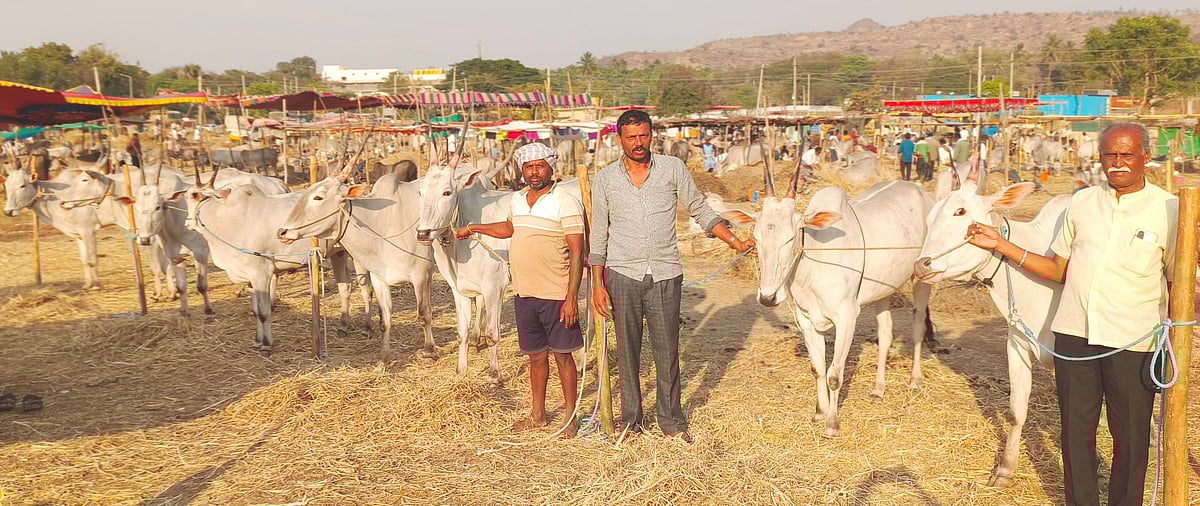 ಮಧುಗಿರಿ ಜಾತ್ರೆಯಲ್ಲಿ ಹಳ್ಳಿಕಾರ್ ಖರೀದಿ ಜೋರು