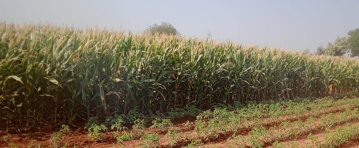 ಕುಷ್ಟಗಿ: ಬೇಸಿಗೆಯಲ್ಲೂ ಮೆಕ್ಕೆಜೋಳ ಭರ್ಜರಿ ಬೆಳೆ