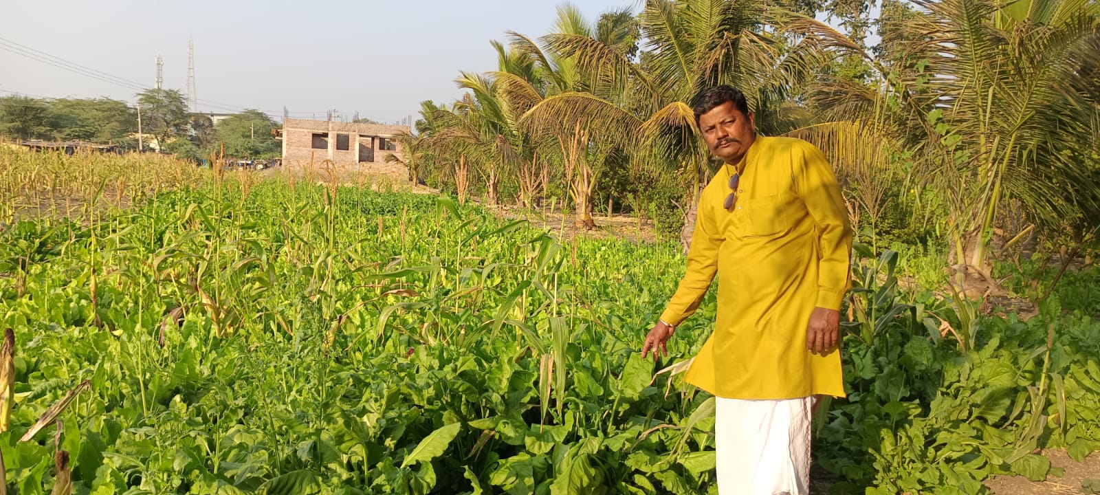 ಪಾಲಕ್ ಸೊಪ್ಪಿನ ಬೆಳೆ