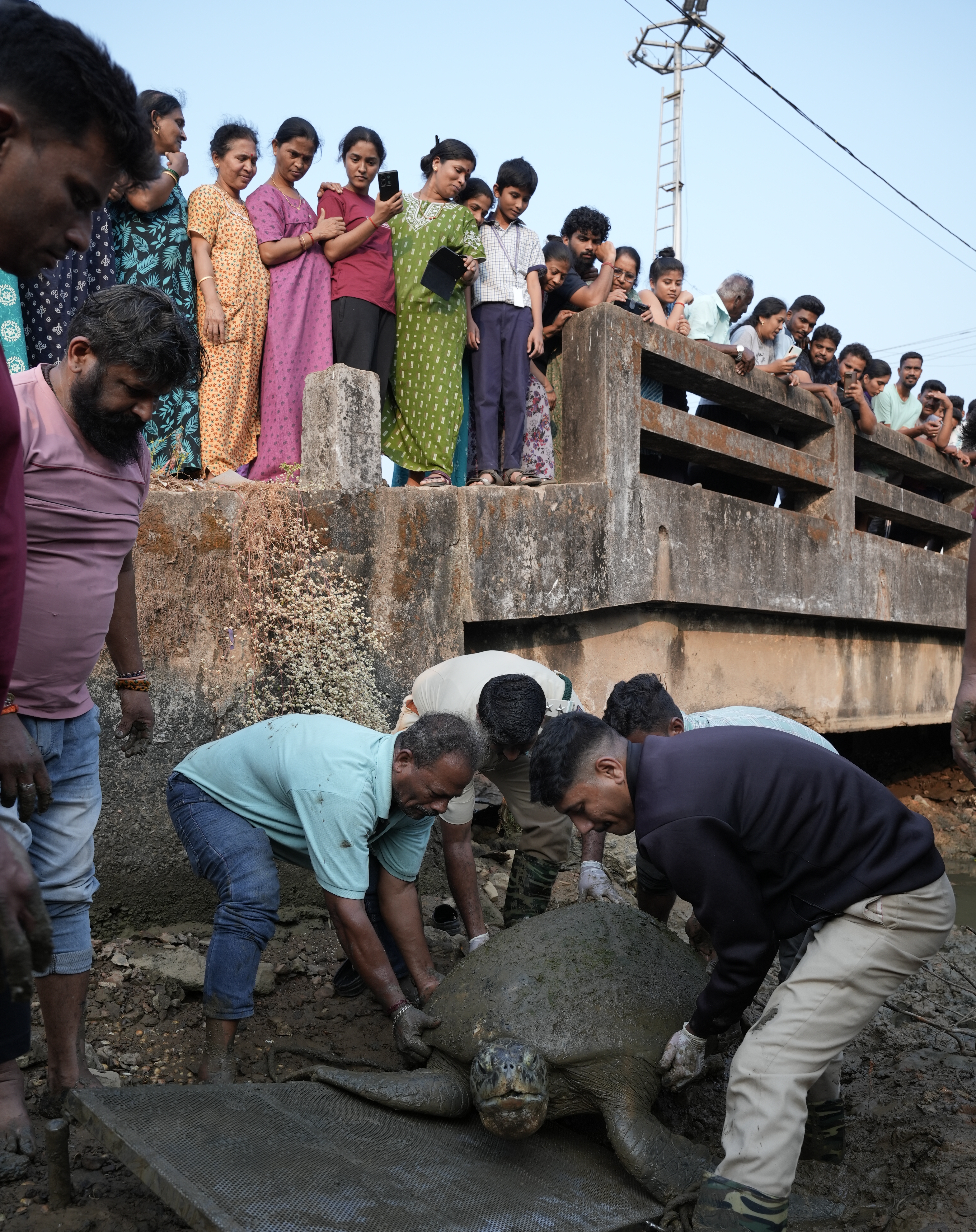 ಕಾರವಾರದ ಕೋಡಿಬಾಗದಲ್ಲಿ ಭಾರಿ ಗಾತ್ರದ ಹಸಿರು ಕಡಲಾಮೆಯನ್ನು ಅರಣ್ಯ ಇಲಾಖೆ ಸಿಬ್ಬಂದಿ ರಕ್ಷಿಸುವುದನ್ನು ಜನರು ಕುತೂಹಲದಿಂದ ನೋಡಿದರು.
ಚಿತ್ರಗಳು: ದರ್ಶನ್ ಗಾಯಕವಾಡ ಜಿ.