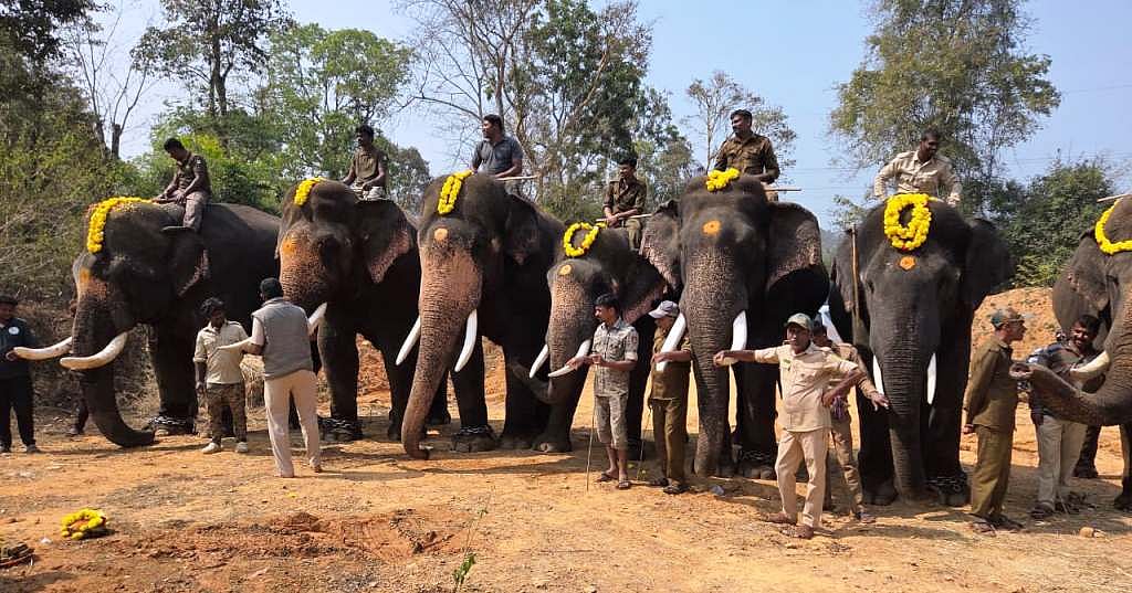 ಬಾಳೆಹೊನ್ನೂರು: ಪುಂಡಾನೆ ಸೆರೆಗೆ ಕಾರ್ಯಾಚರಣೆ ಆರಂಭ