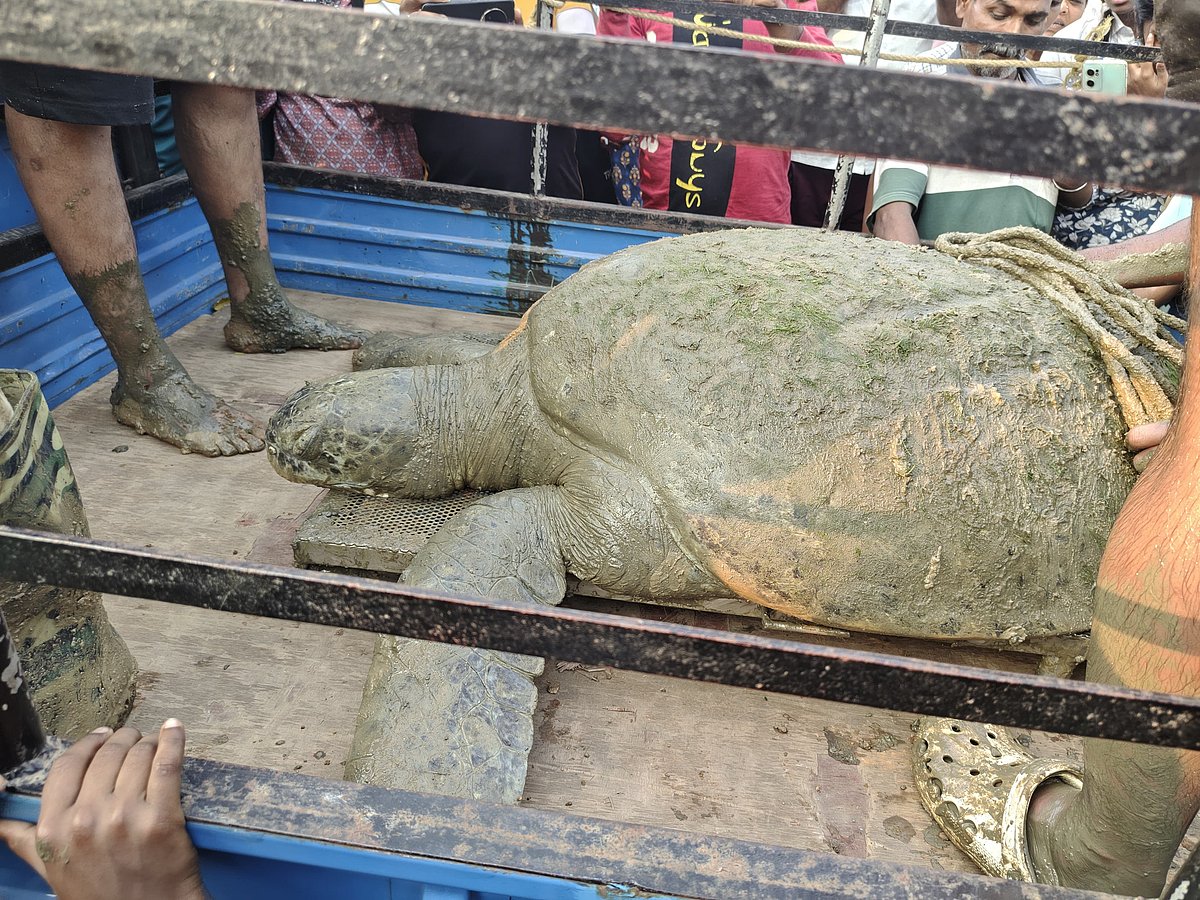 ಕಾರವಾರ: 130 ಕೆ.ಜಿ ತೂಕದ ಹಸಿರು ಕಡಲಾಮೆ ರಕ್ಷಣೆ