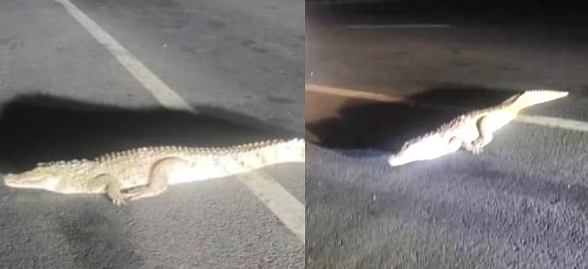 ಜನವಾಡ: ಮಹಾದೇವ ಮಂದಿರದ ಬಳಿ ಮೊಸಳೆ ಪ್ರತ್ಯಕ್ಷ