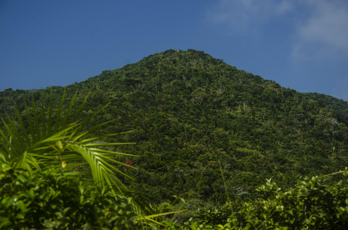 ಅರಣ್ಯ ಪ್ರದೇಶ