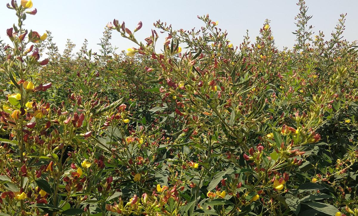 ತೊಗರಿ ಬೆಳೆ