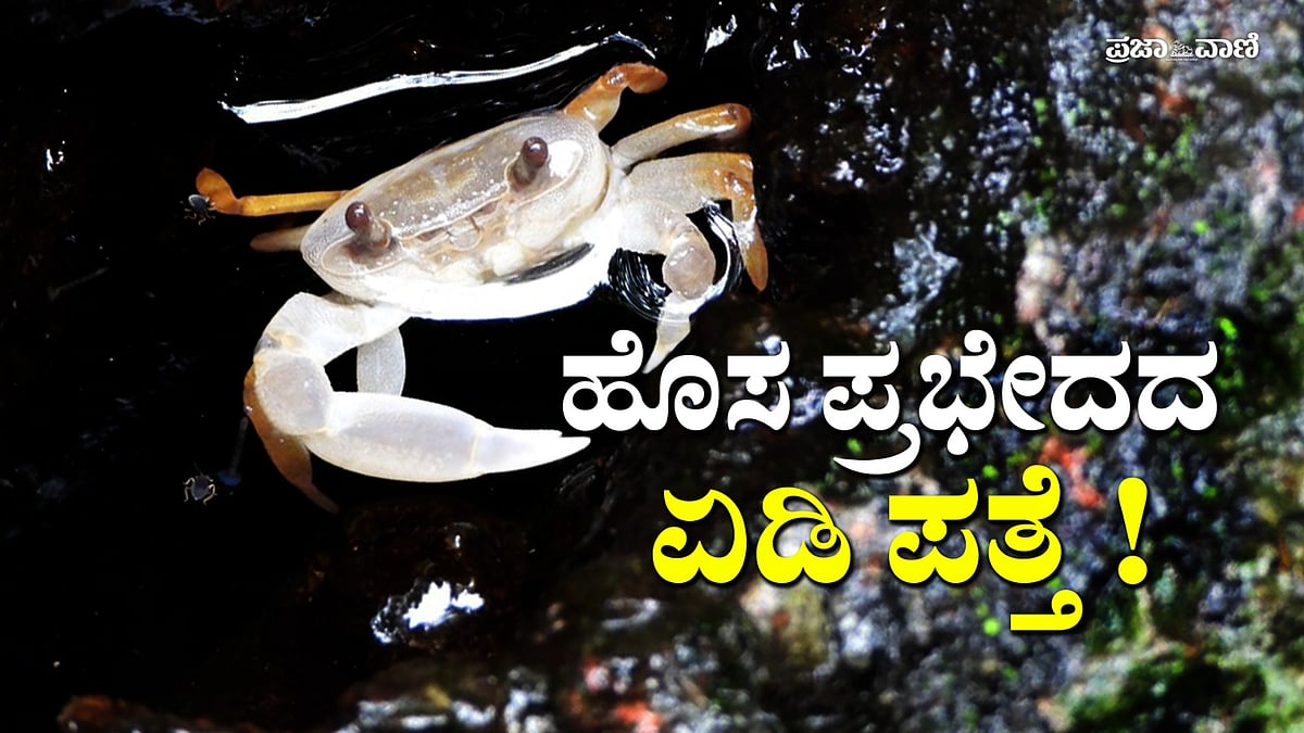ವಿಡಿಯೊ: ಉತ್ತರ ಕನ್ನಡದ ಕಾಡಿನಲ್ಲಿ ಹೊಸ ಏಡಿ ಪ್ರಭೇದ ಪತ್ತೆ