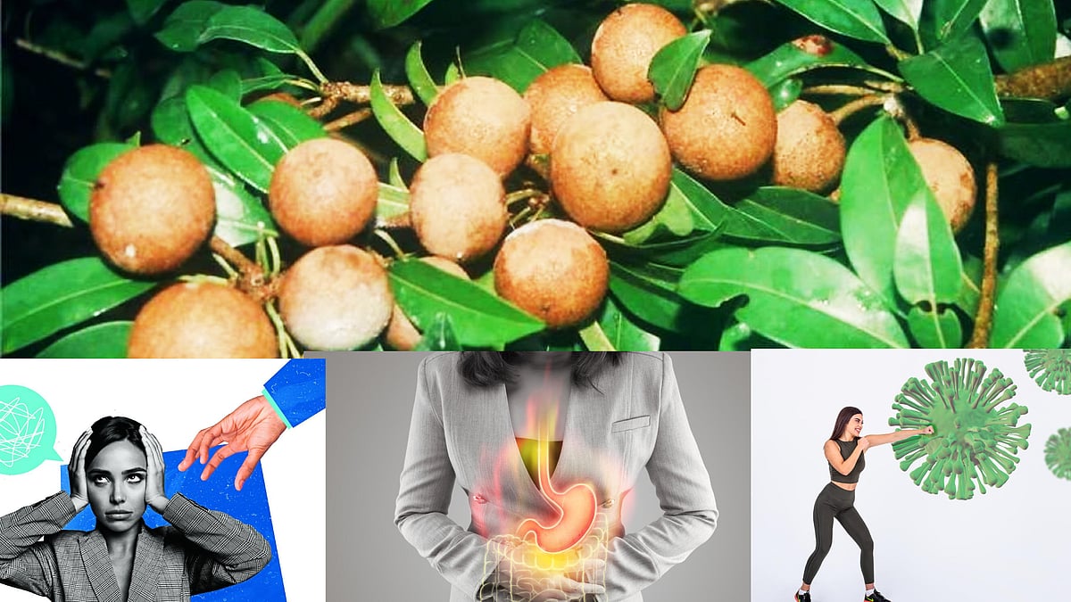 ದಿನಕ್ಕೊಂದು ಸಪೋಟ ಹಣ್ಣು ಸೇವಿಸಿ; ಇಷ್ಟೆಲ್ಲಾ ಪ್ರಯೋಜನ ಪಡೆಯಿರಿ