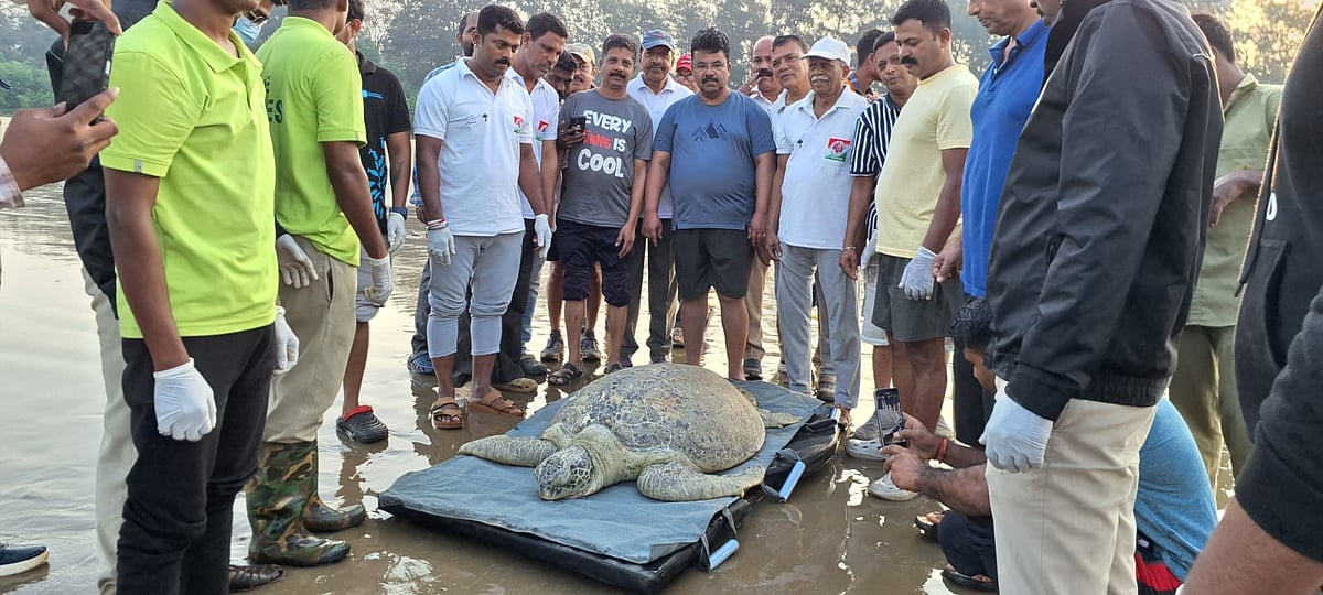 ಕಾರವಾರ: ಸಮುದ್ರ ಸೇರಿದ ಹಸಿರು ಕಡಲಾಮೆ