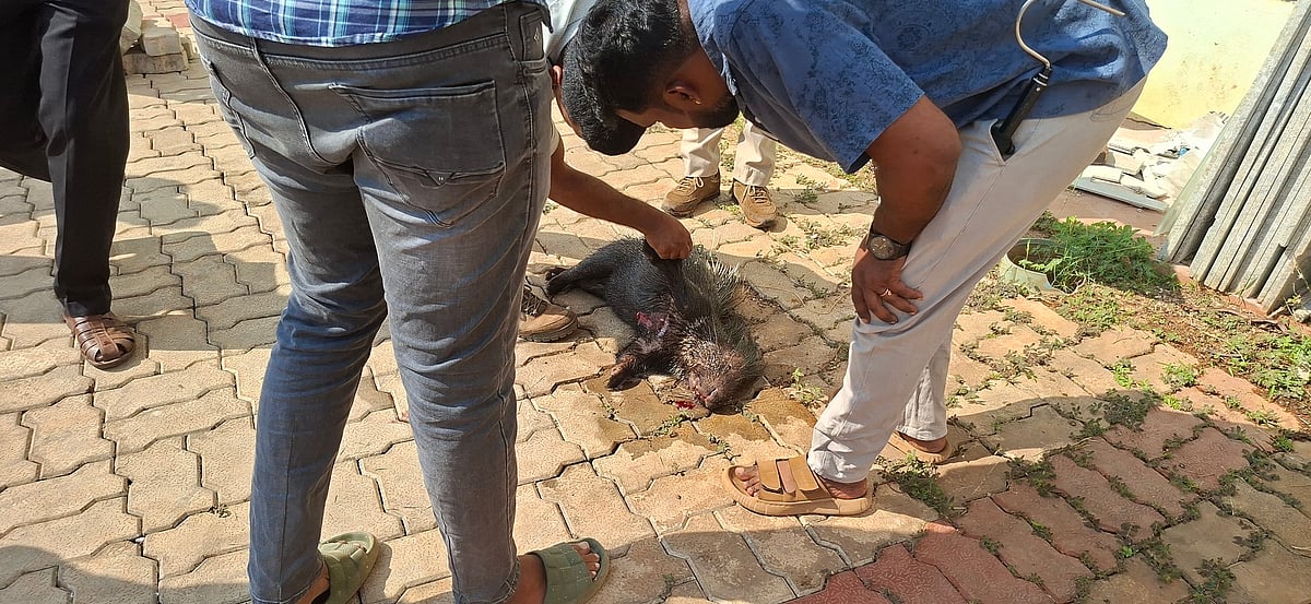 ದಕ್ಷಿಣ ಕನ್ನಡ: ಕಾಲೇಜು ಕಟ್ಟದ 4ನೇ ಮಹಡಿಯಿಂದ ಜಿಗಿದ ಮುಳ್ಳುಹಂದಿ ಸಾವು