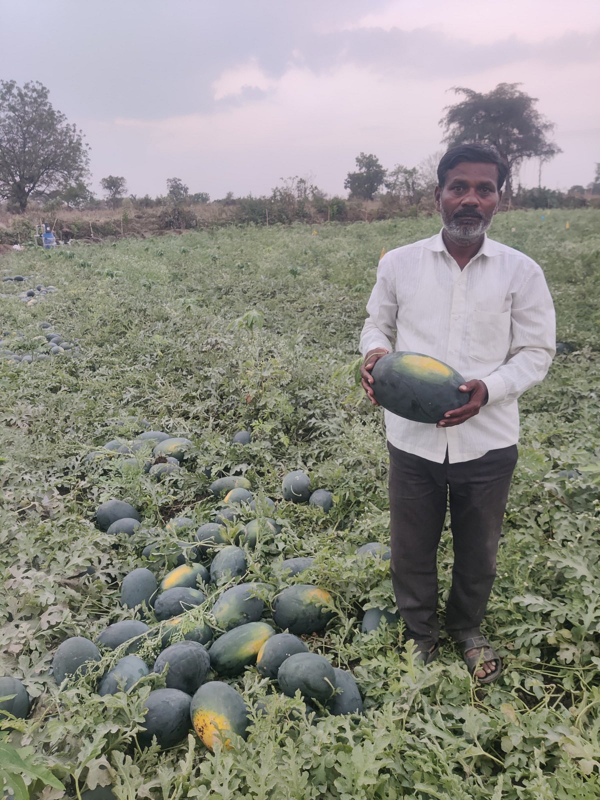 ಕಲ್ಲಂಗಡಿ ಬಂಪರ್ ಇಳುವರಿ: ಭರಪೂರ ಆದಾಯ