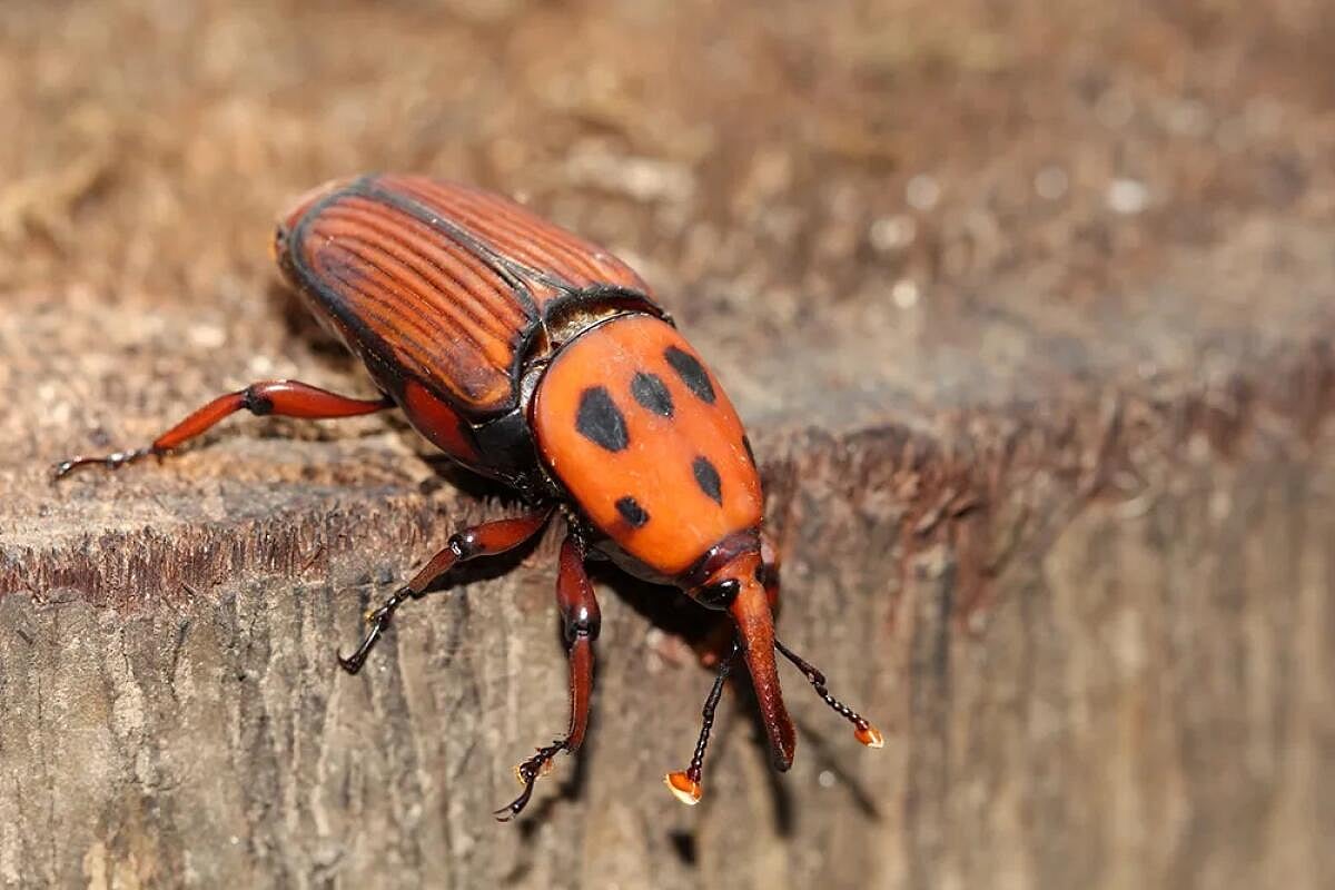 ಹುಣಸೂರು: ತೆಂಗಿಗೆ ಕೆಂಪು ಮೂತಿ ಕೀಟ ಬಾಧೆ