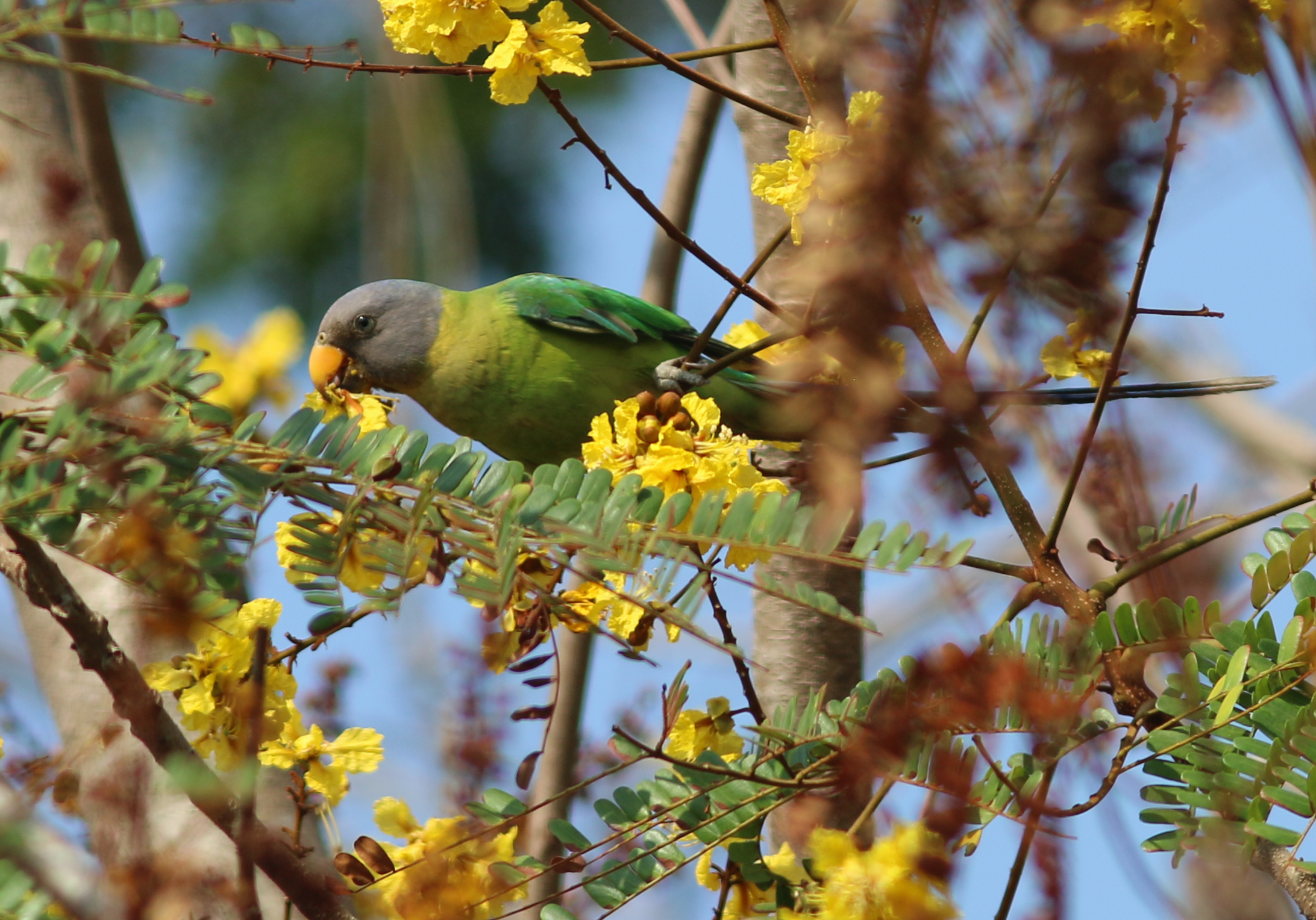 ಪ್ಲಮ್‌ ಹೆಡೆಡ್ ಪ್ಯಾರಟ್ 