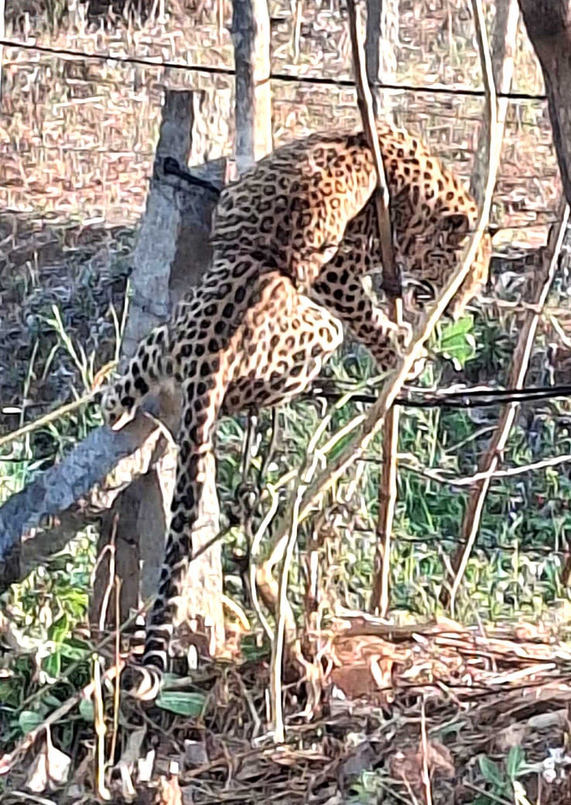 ಬಸವಾಪಟ್ಟಣ: ಅಡಿಕೆ ತೋಟದ ತಂತಿಬೇಲಿಗೆ ಸಿಲುಕಿ ಚಿರತೆ ಸಾವು