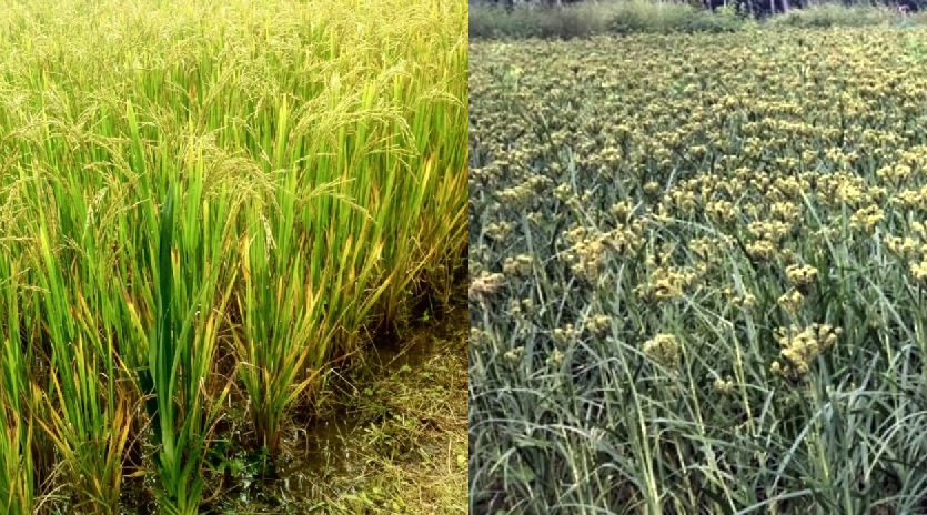 ಭತ್ತ ಮತ್ತು ರಾಗಿ ಬೆಳೆ