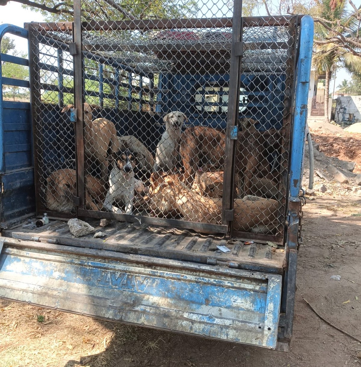 ವಿಜಯಪುರ: ಬೀದಿ ನಾಯಿಗಳಿಗೆ ಸಂತಾನ ಹರಣ ಶಸ್ತ್ರ ಚಿಕಿತ್ಸೆ