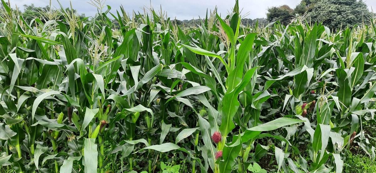 ಮುಸುಕಿನ ಜೋಳ