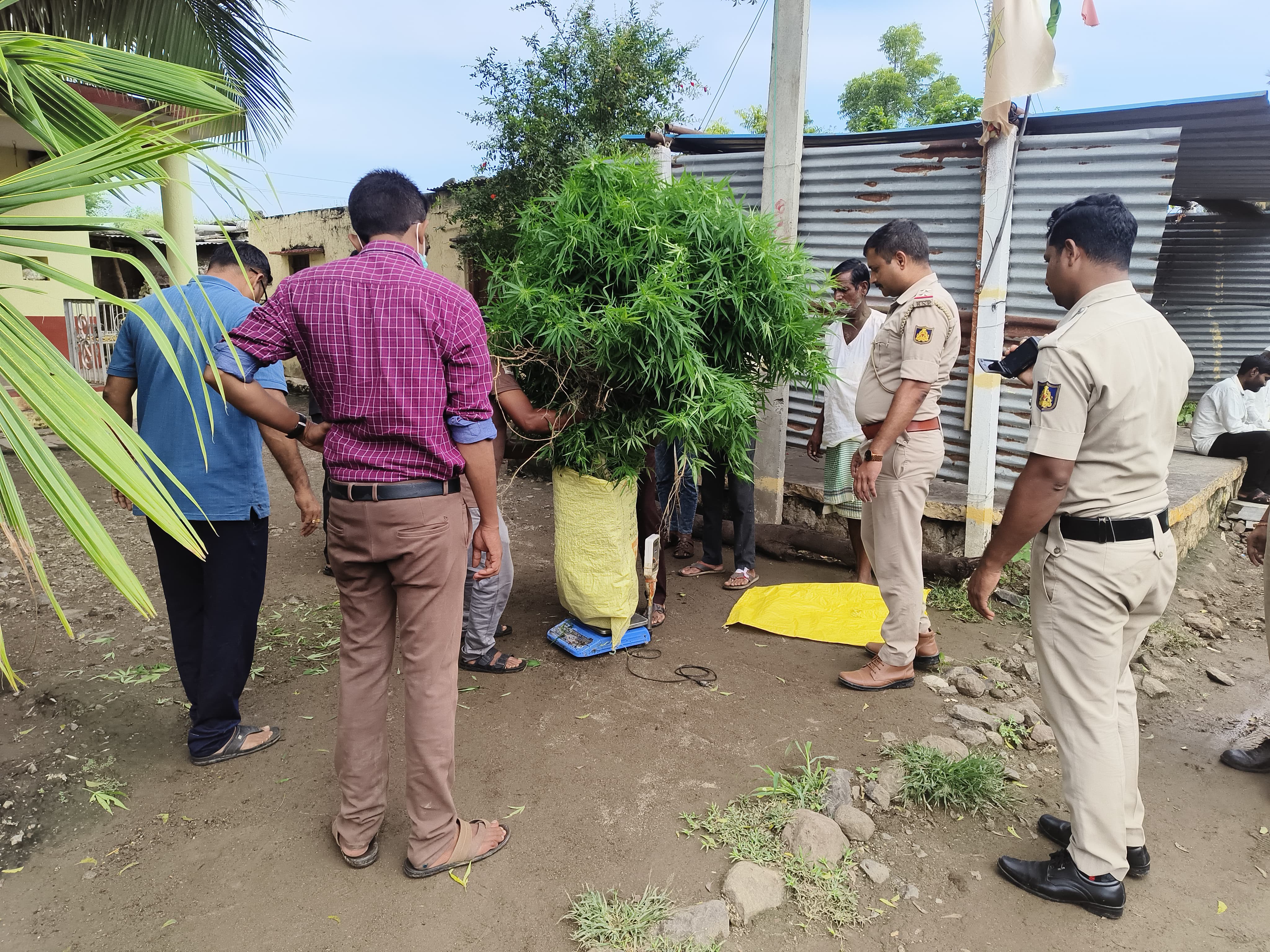 ಕಲಬುರಗಿ ಜಿಲ್ಲೆಯ ಯಡ್ರಾಮಿ ತಾಲ್ಲೂಕಿನ ಮಾಣಶಿವಣಗಿ ಗ್ರಾಮದಲ್ಲಿ ಬೆಳೆದಿದ್ದ ಗಾಂಜಾವನ್ನು ಇತ್ತೀಚೆಗೆ ಪೊಲೀಸರು ವಶಪಡಿಸಿಕೊಂಡಿದ್ದರು