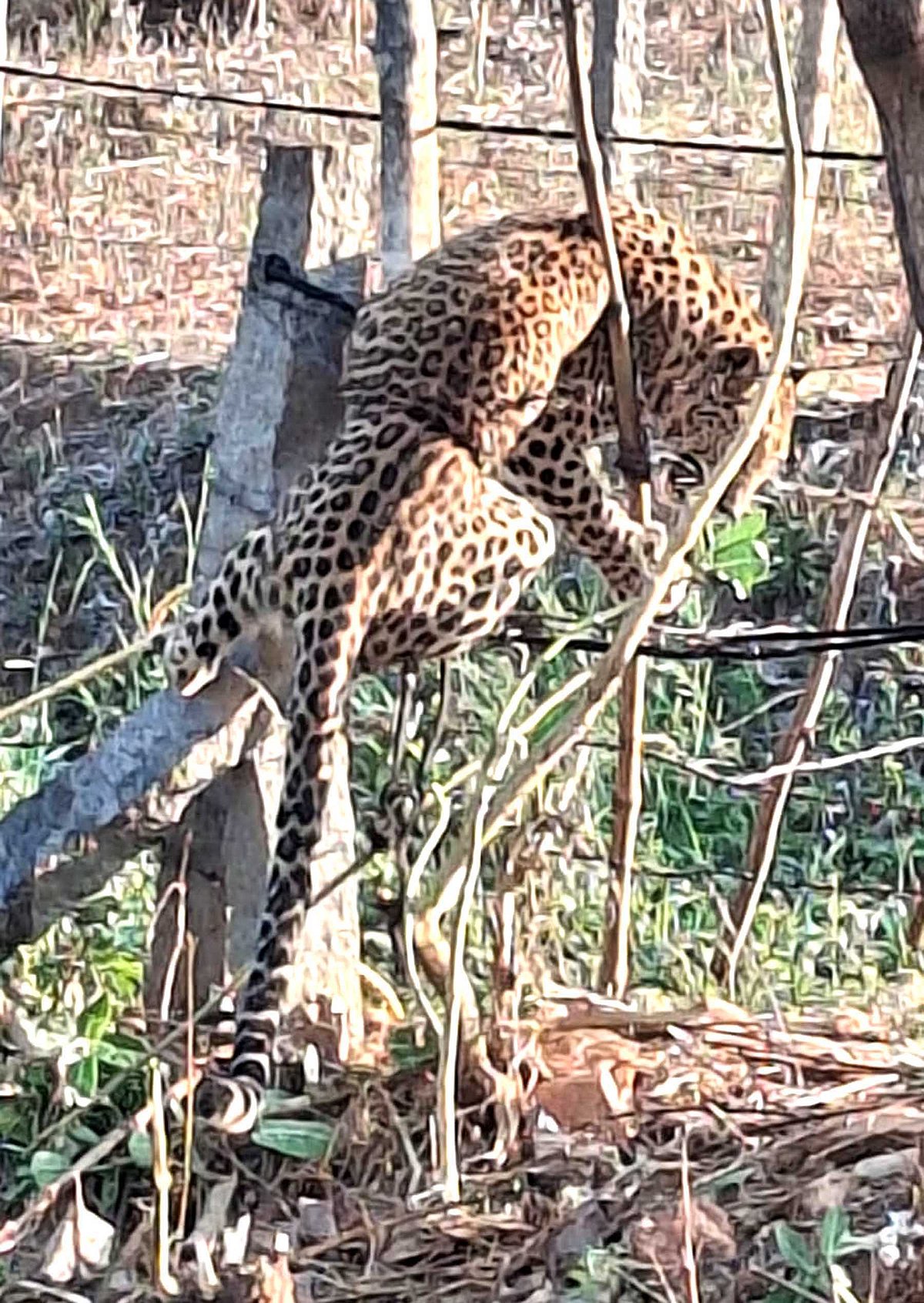ದಾವಣಗೆರೆ: ಅಡಿಕೆ ತೋಟದ ತಂತಿಬೇಲಿಗೆ ಅಳವಡಿಸಿದ್ದ ಉರುಳಿಗೆ ಸಿಲುಕಿ ಚಿರತೆ ಸಾವು