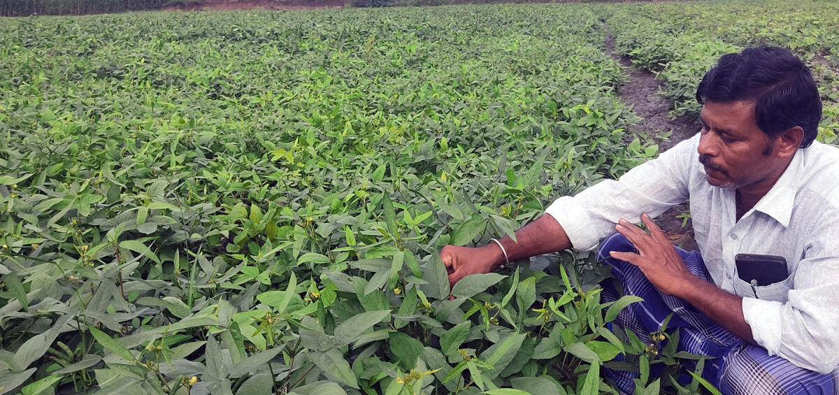 ಉದ್ದು ಬೆಳೆ