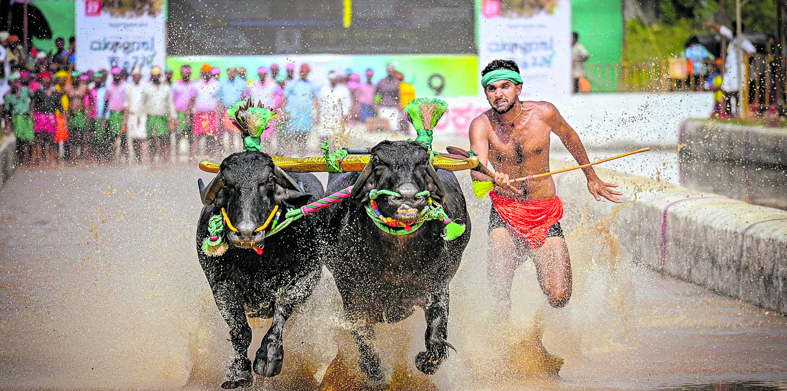 ಕಂಬಳ ತನ್ನ ವೃತ್ತಿಯೂ ಆಗಿದೆ ಎನ್ನುವ ಕೃತಿಕ್ 