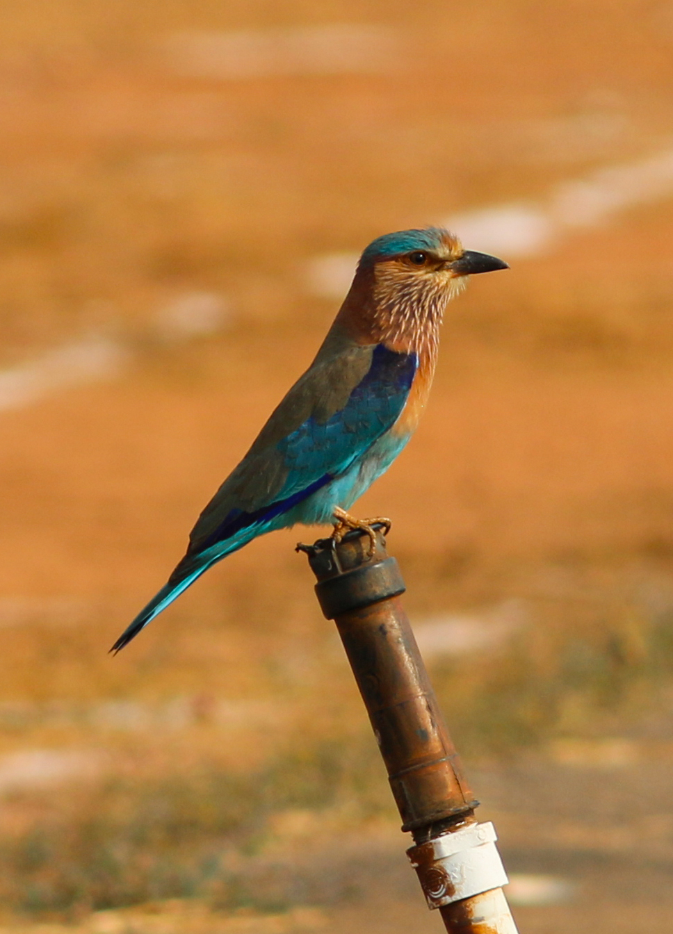 ಇಂಡಿಯನ್ ರೋಲರ್