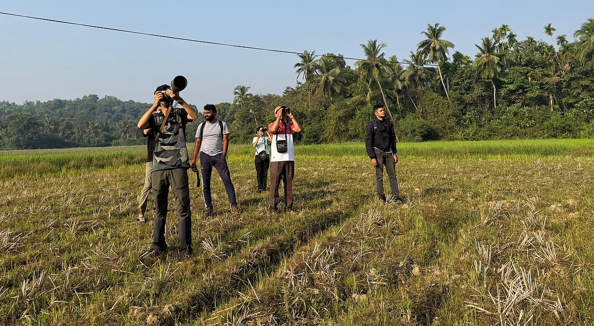 ನಗರೀಕರಣದ ಪ್ರಭಾವ: ಸಾಮಾನ್ಯ ಮೈನಾ ಸಂಖ್ಯೆ ಇಳಿಮುಖ