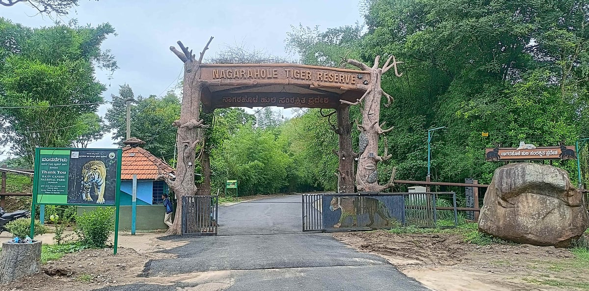 ನಾಗರಹೊಳೆ: ನಾಳೆಯಿಂದ ಸಫಾರಿ ಆರಂಭ; ಅರಣ್ಯದಂಚಿನ ಗ್ರಾಮಸ್ಥರ ಆತಂಕ