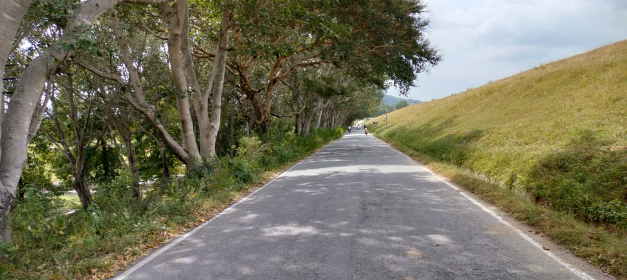 ನಲ್ಲಿಗುಡ್ಡೆ ಕೆರೆ ಏರಿ ಕೆಳಗಿನ ಹಸಿರ ಹಾದಿಯ ನೋಟ