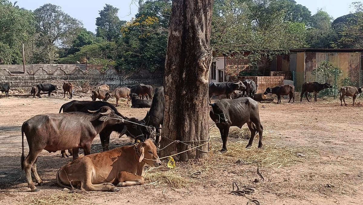 ಅಕ್ರಮ ಸಾಗಾಟ: 34 ಗೋವುಗಳ ರಕ್ಷಣೆ