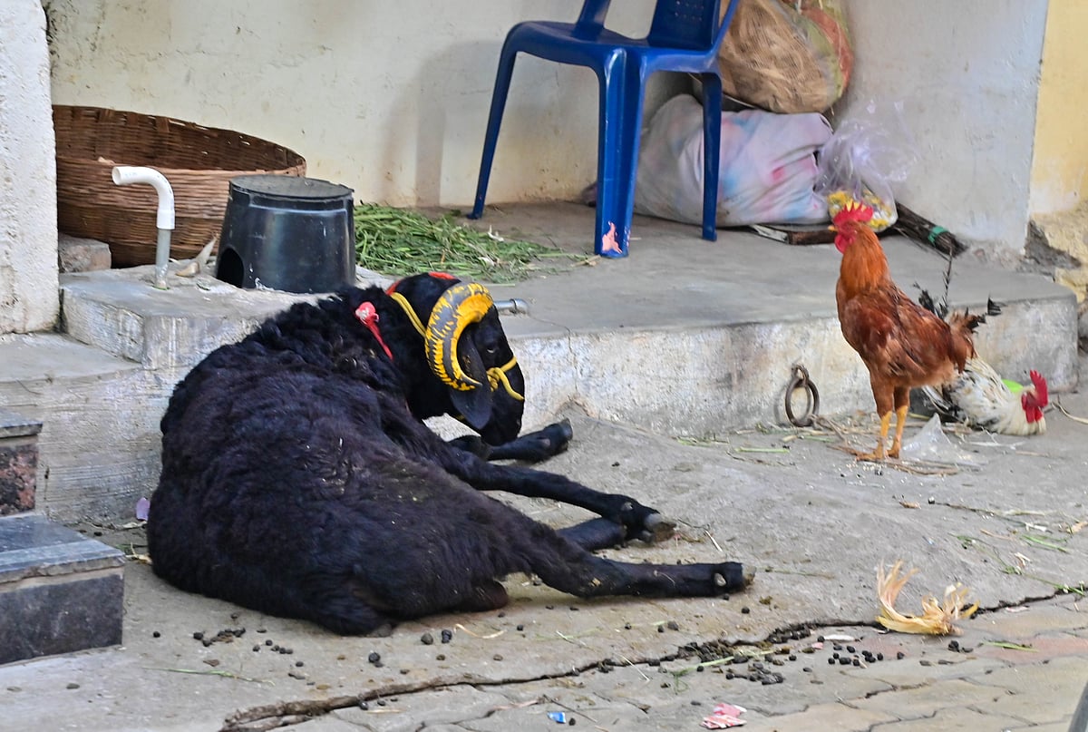 ದಾವಣಗೆರೆ: ‘ದುಗ್ಗಮ್ಮ’ನ ಜಾತ್ರೆ.. ಸಂಭ್ರಮದ ಯಾತ್ರೆ...