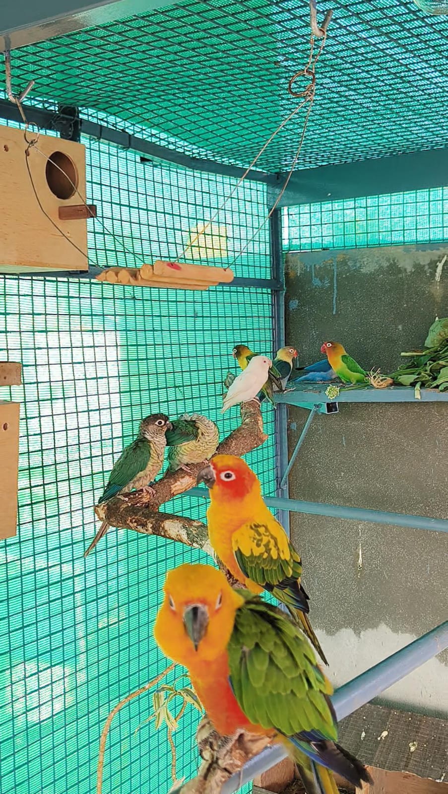 ಹಾಸನದ ದುರ್ಗಾಪ್ರಸಾದ್‌ ಸಾಕಿರುವ ಪಕ್ಷಿಗಳು.