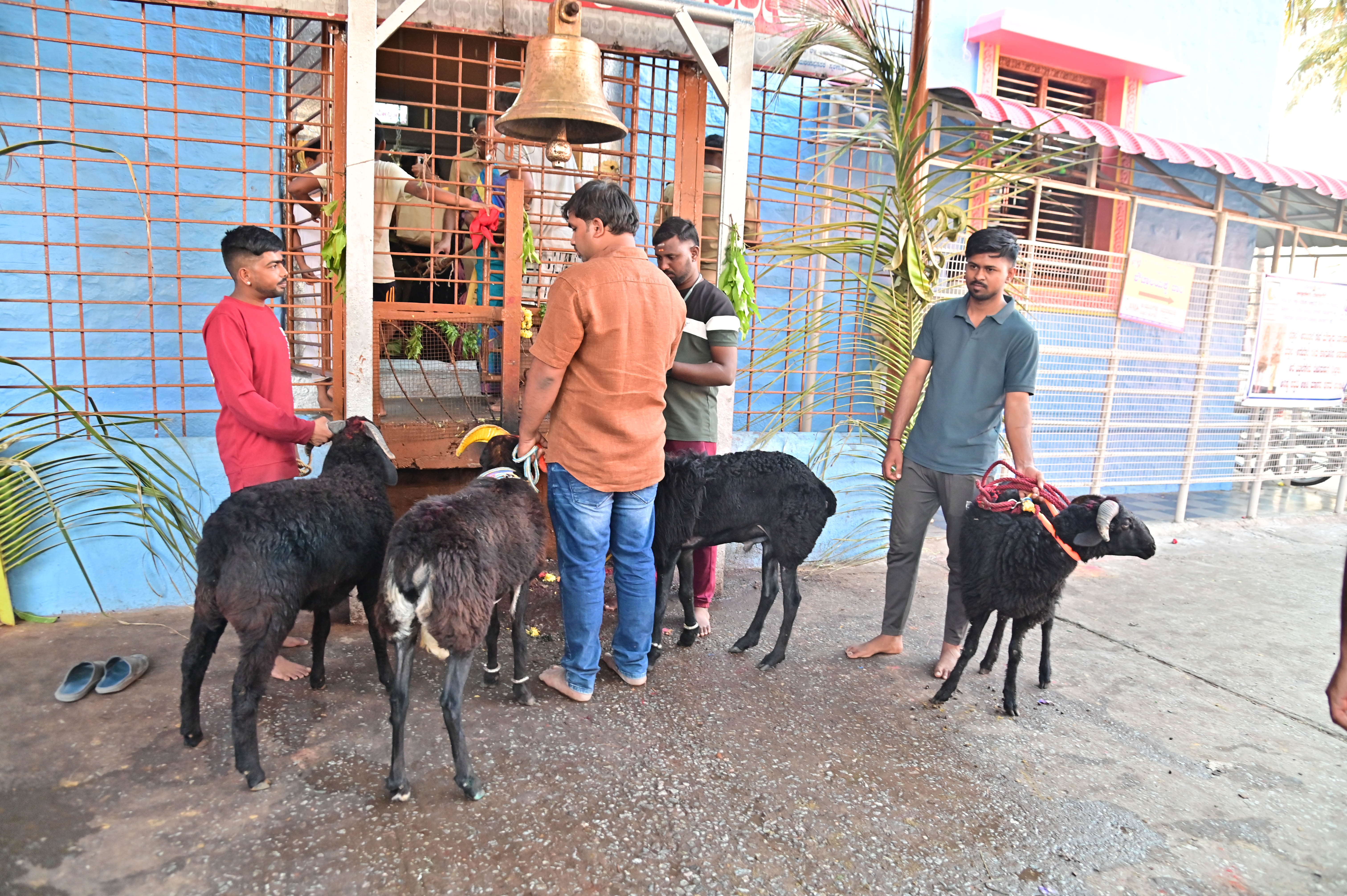 ದುರ್ಗಾಂಬಿಕಾ ದೇವಿ ದೇವಸ್ಥಾನದ ಪಾದಗಟ್ಟೆ ಬಳಿ ಕಂಡು ಬಂದ ಕುರಿಗಳು