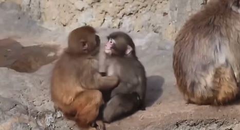 ವಿಡಿಯೊ: ಕೊನೆಗೂ ಮರಿ ಕೋತಿ ‘ಪಂಚ್‌’ಗೆ ಸಿಕ್ತು ಬೆಚ್ಚಗಿನ ಅಪ್ಪುಗೆ