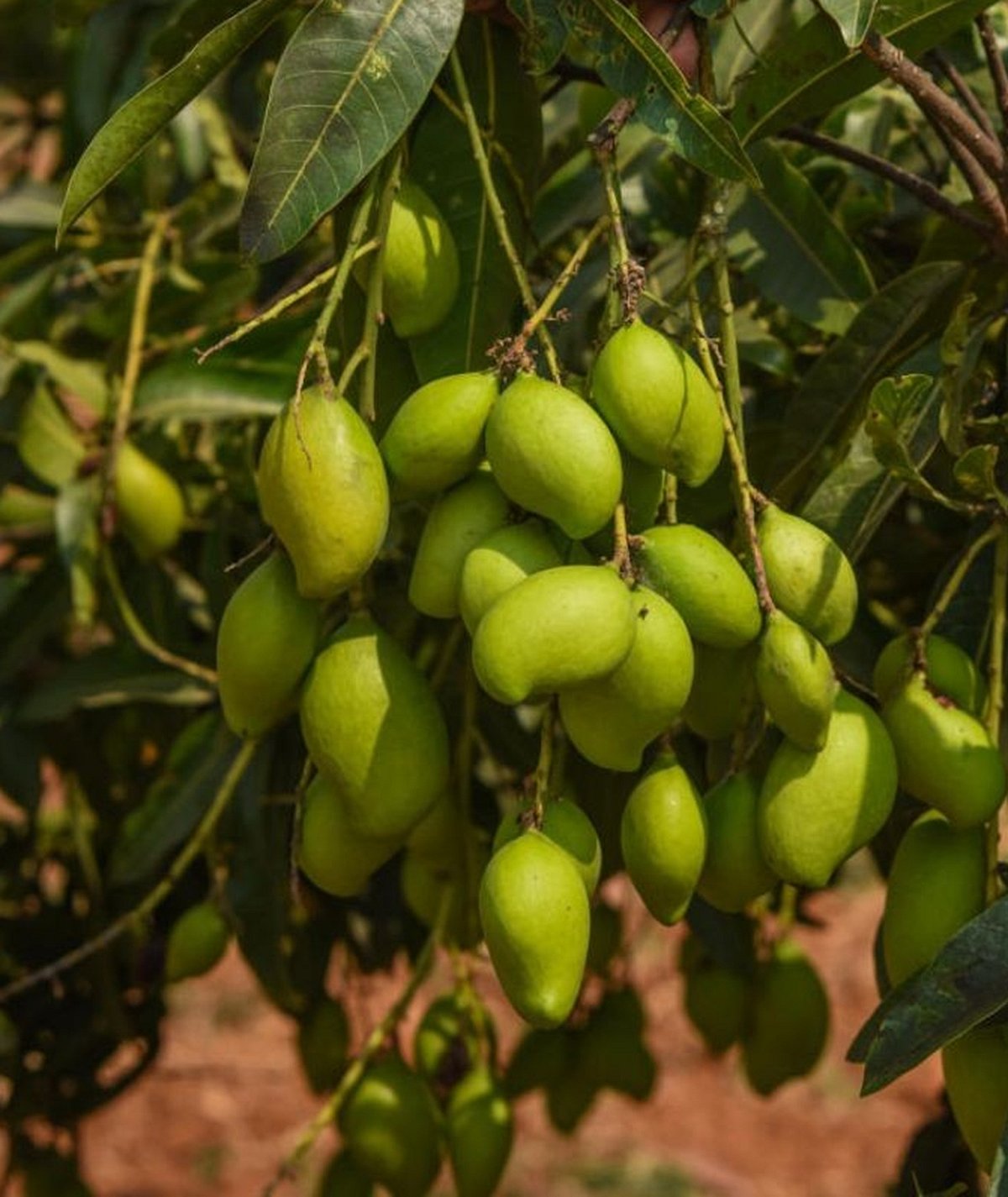 ಅಘನಾಶಿನಿ ತೀರದ ಅಪ್ಪೆಮಿಡಿ: ವಿಶಿಷ್ಟ ತಳಿಗಳ ಭಂಡಾರ ರಕ್ಷಣೆಗೆ ಕೂಗು